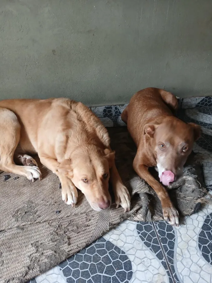 Cachorro raça SRD-ViraLata idade 6 ou mais anos nome Pandora e Paçoca