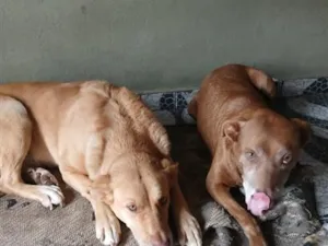 Cachorro raça SRD-ViraLata idade 6 ou mais anos nome Pandora e Paçoca