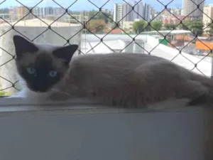 Gato raça Siamês idade 7 a 11 meses nome Fofinho