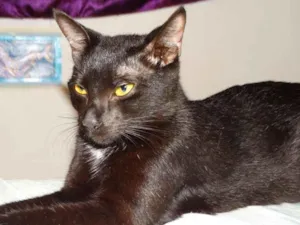 Gato raça SRD-ViraLata idade 1 ano nome Carinho