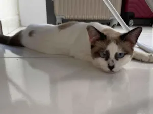 Gato raça SRD-ViraLata idade 1 ano nome Lilith