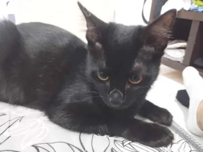 Gato raça SRD-ViraLata idade 2 a 6 meses nome Kiki