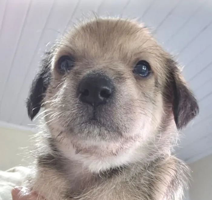 Cachorro raça SRD-ViraLata idade 2 a 6 meses nome Apolo 