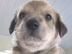 Cachorro raça SRD-ViraLata idade 2 a 6 meses nome Apolo 