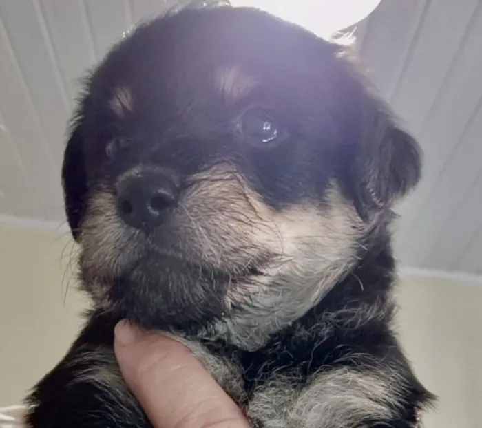 Cachorro raça SRD-ViraLata idade 2 a 6 meses nome Charlie 