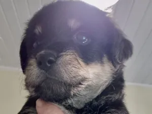 Cachorro raça SRD-ViraLata idade 2 a 6 meses nome Charlie 