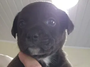 Cachorro raça SRD-ViraLata idade 2 a 6 meses nome Boris 