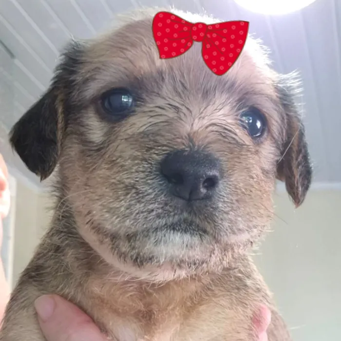 Cachorro raça SRD-ViraLata idade 2 a 6 meses nome Malu 