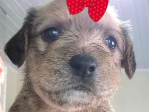 Cachorro raça SRD-ViraLata idade 2 a 6 meses nome Malu 