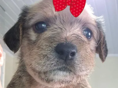 Cachorro raça SRD-ViraLata idade 2 a 6 meses nome Mel 