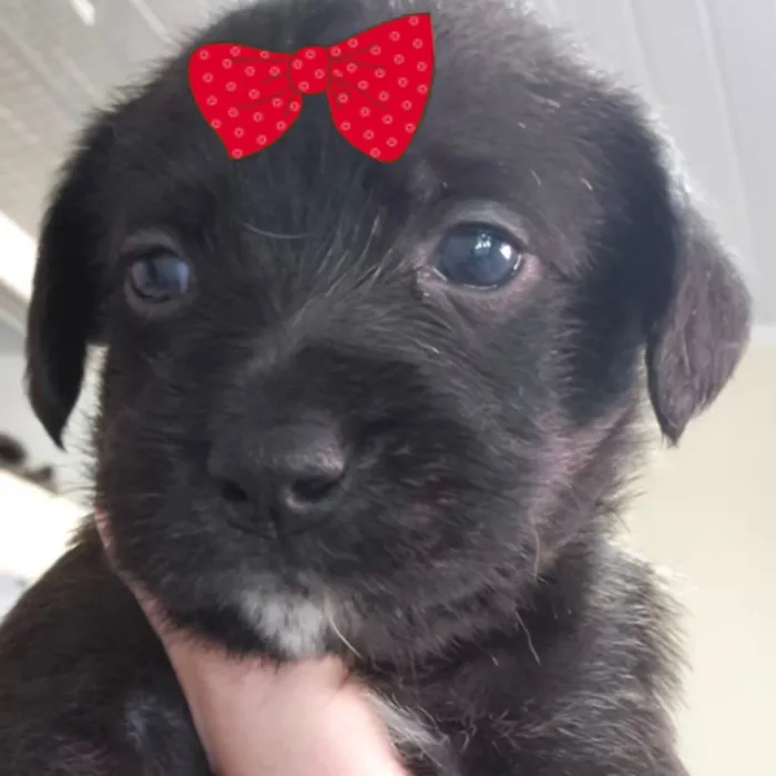 Cachorro raça SRD-ViraLata idade 2 a 6 meses nome Manu 