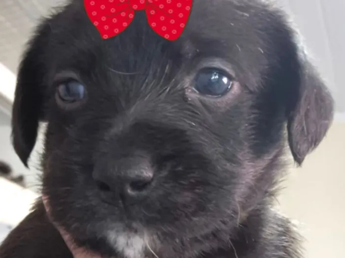 Cachorro raça SRD-ViraLata idade 2 a 6 meses nome Manu 
