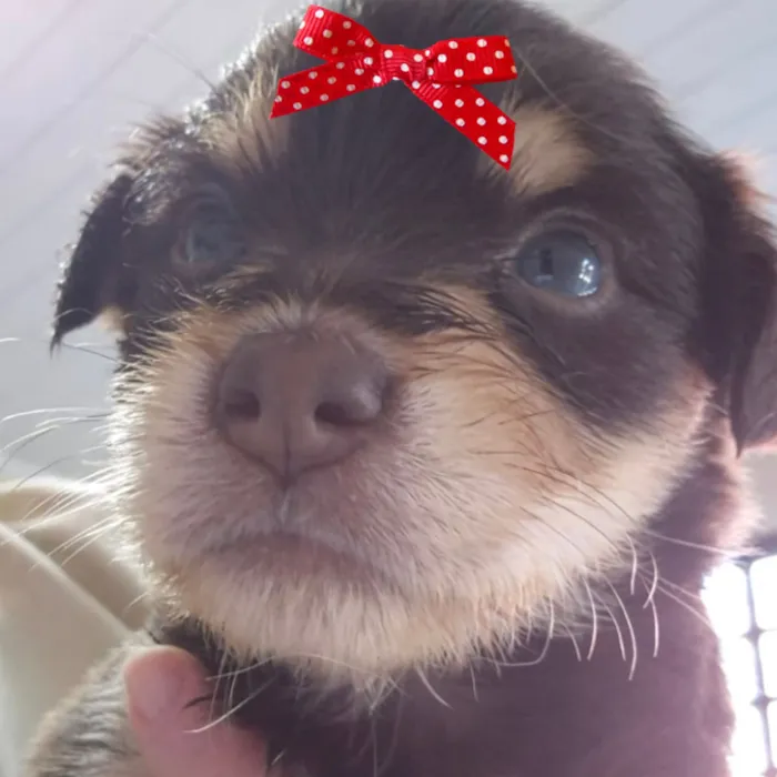 Cachorro raça SRD-ViraLata idade 2 a 6 meses nome Maya 