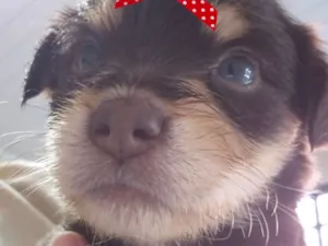 Cachorro raça SRD-ViraLata idade 2 a 6 meses nome Maya 