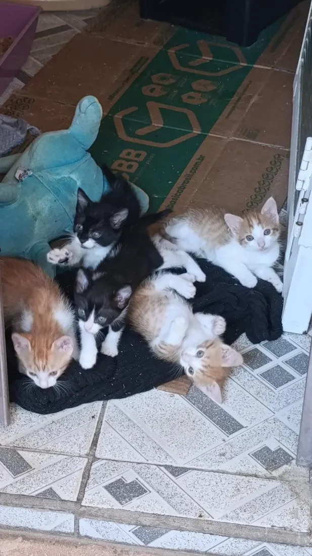 Gato raça SRD-ViraLata idade 2 a 6 meses nome laranjas e frajola