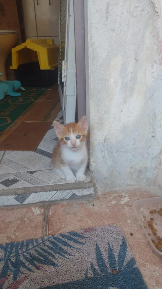 Gato raça SRD-ViraLata idade 2 a 6 meses nome laranjas e frajola