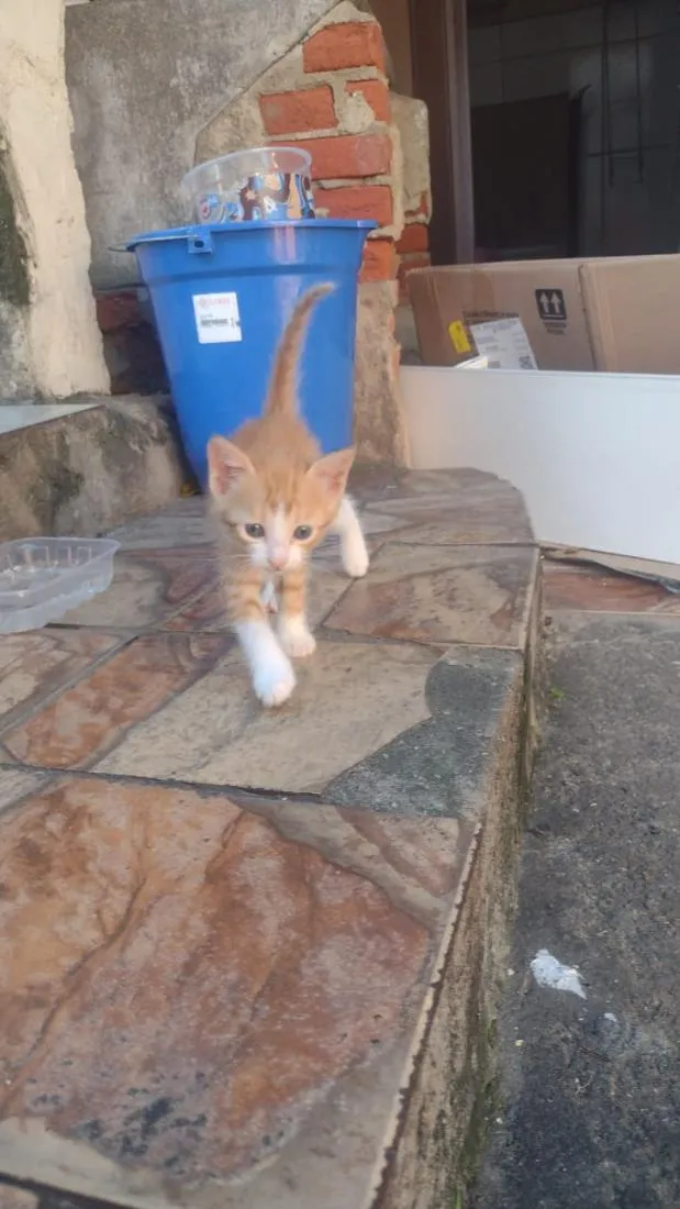 Gato raça SRD-ViraLata idade 2 a 6 meses nome laranjas e frajola