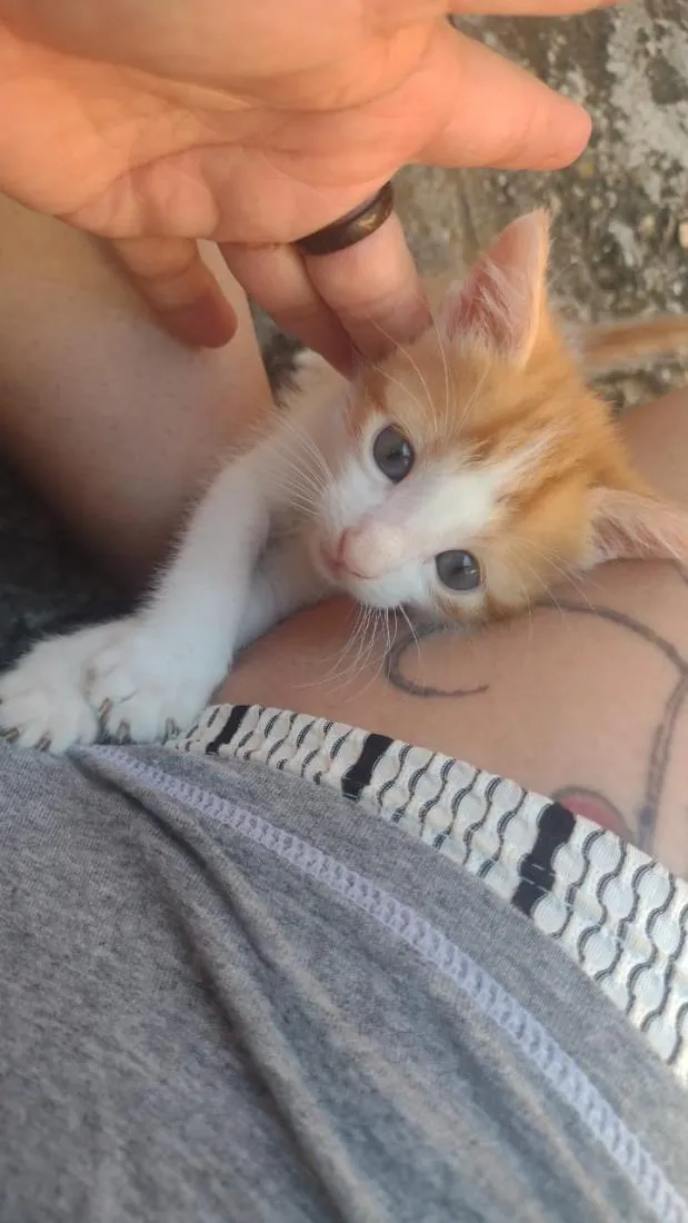 Gato raça SRD-ViraLata idade 2 a 6 meses nome laranjas e frajola