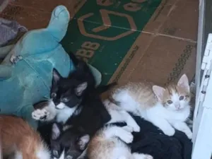 Gato raça SRD-ViraLata idade 2 a 6 meses nome laranjas e frajola