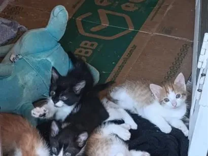 Gato raça SRD-ViraLata idade 2 a 6 meses nome laranjas e frajola