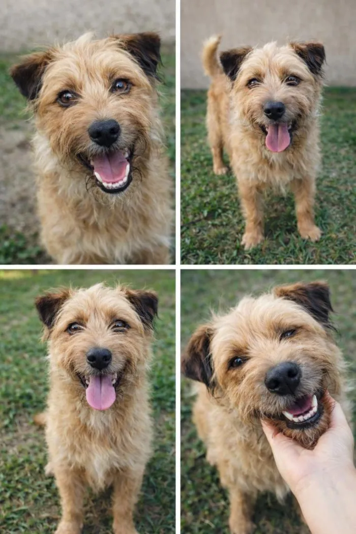 Cachorro raça SRD-ViraLata idade 2 anos nome Pedrinho