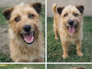 Cachorro raça SRD-ViraLata idade 2 anos nome Pedrinho