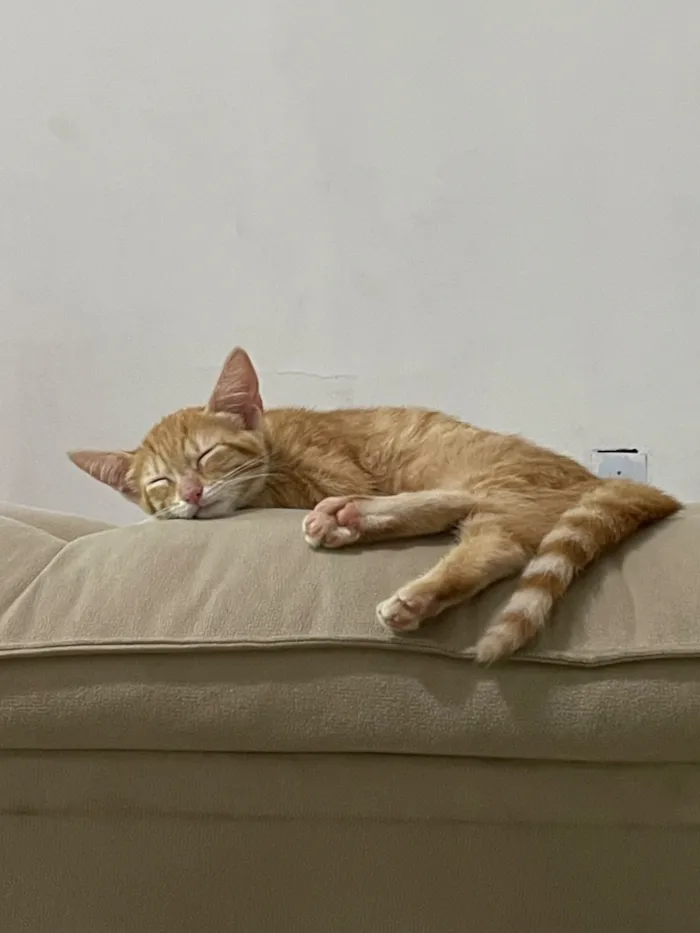 Gato raça SRD-ViraLata idade 2 a 6 meses nome Laranja