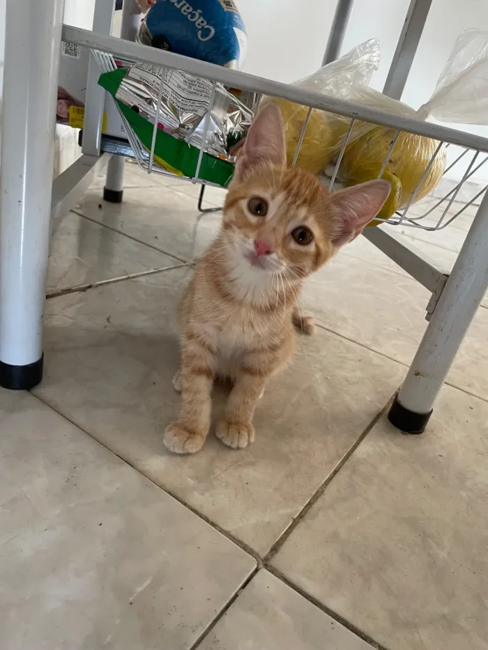 Gato raça SRD-ViraLata idade 2 a 6 meses nome Laranja