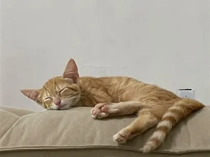 Gato raça SRD-ViraLata idade 2 a 6 meses nome Laranja