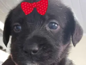 Cachorro raça SRD-ViraLata idade 2 a 6 meses nome Manu 