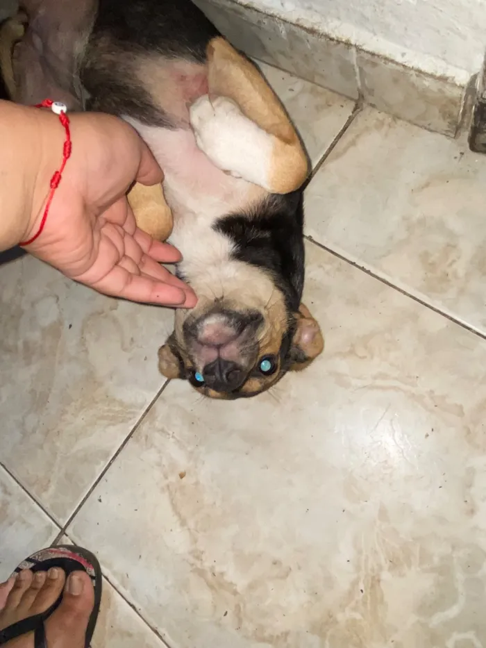 Cachorro raça SRD-ViraLata idade 2 a 6 meses nome Dalila