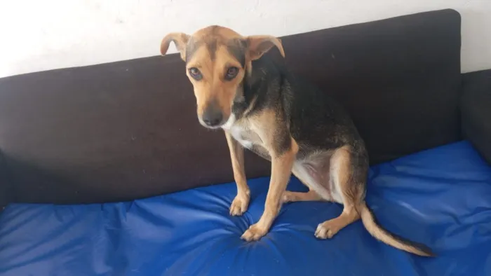 Cachorro raça SRD-ViraLata idade 1 ano nome NINA 