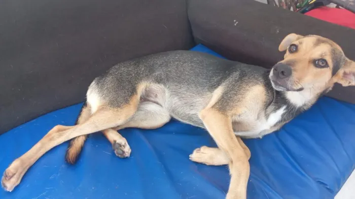 Cachorro raça SRD-ViraLata idade 1 ano nome NINA 