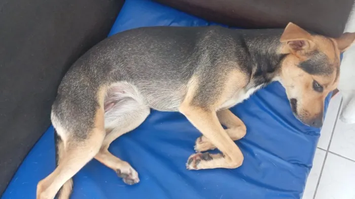 Cachorro raça SRD-ViraLata idade 1 ano nome NINA 