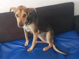 Cachorro raça SRD-ViraLata idade 1 ano nome NINA 