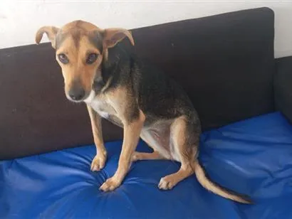 Cachorro raça SRD-ViraLata idade 1 ano nome NINA 