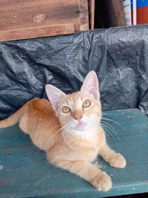 Gato raça SRD-ViraLata idade 2 a 6 meses nome teco e jade 