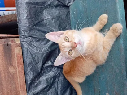 Gato raça SRD-ViraLata idade 2 a 6 meses nome teco e jade 