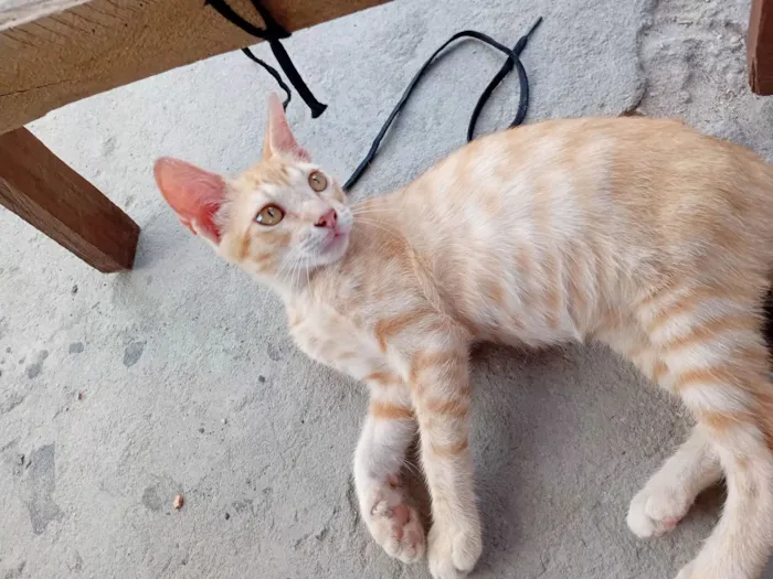 Gato raça SRD-ViraLata idade 2 a 6 meses nome teco e jade 