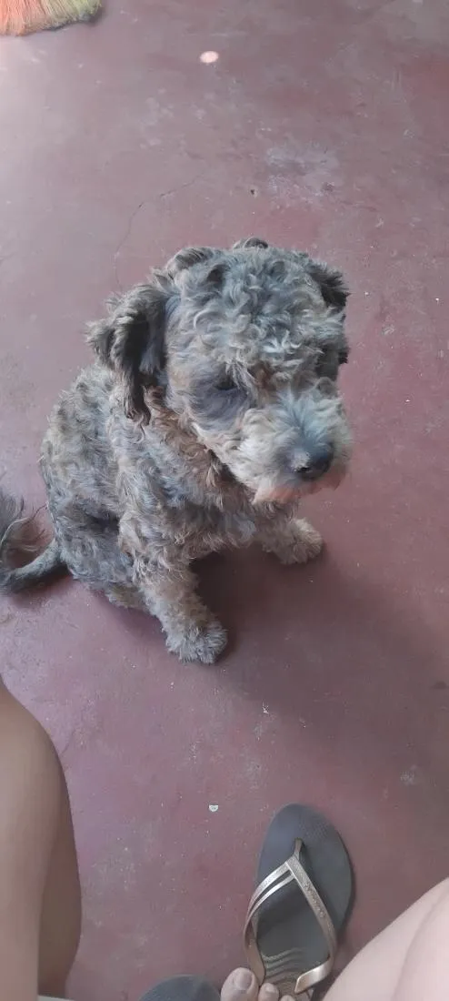 Cachorro raça Poodle idade 2 a 6 meses nome pateta