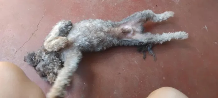 Cachorro raça Poodle idade 2 a 6 meses nome pateta