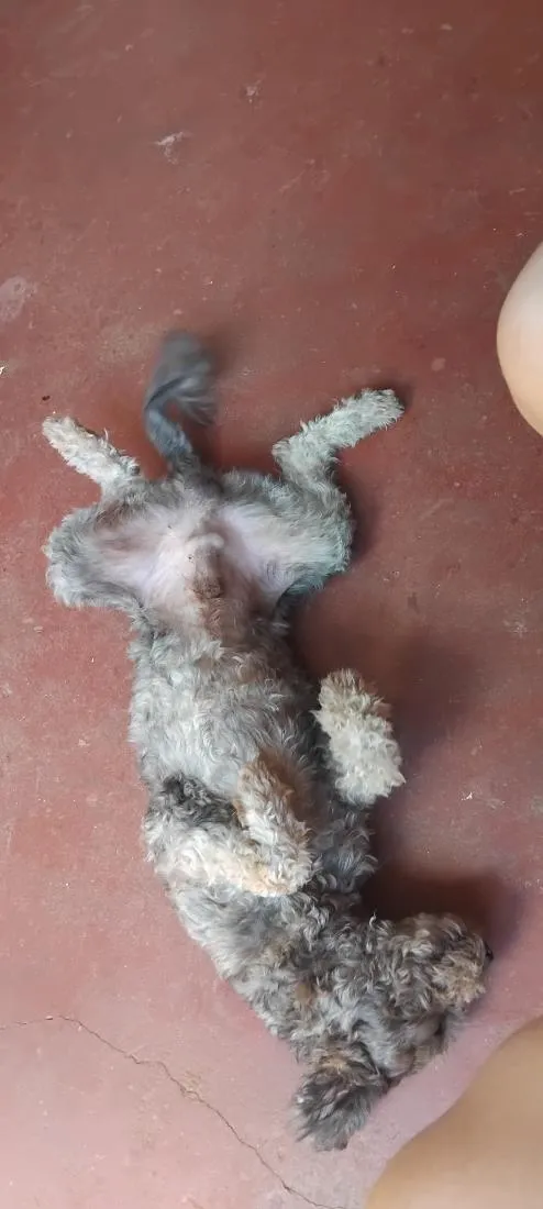 Cachorro raça Poodle idade 2 a 6 meses nome pateta