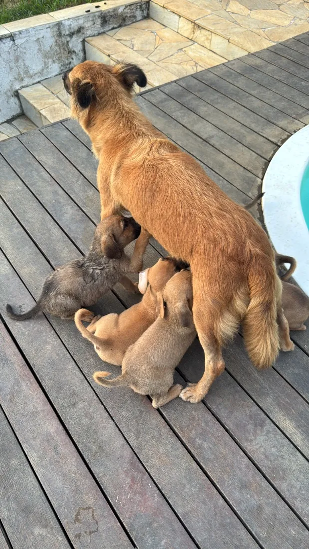 Cachorro raça SRD-ViraLata idade 2 a 6 meses nome São 6 cachorrinhos 