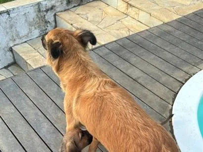 Cachorro raça SRD-ViraLata idade 2 a 6 meses nome São 6 cachorrinhos 