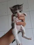 bebês gatos