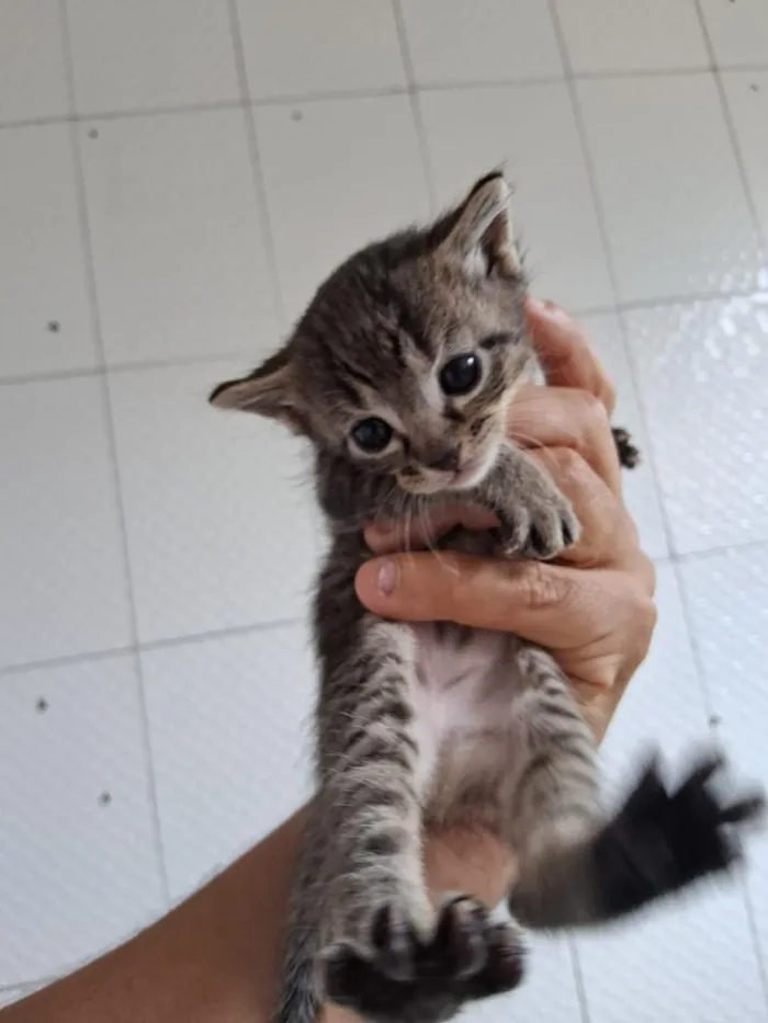 Gato raça SRD-ViraLata idade Abaixo de 2 meses nome bebês gatos 