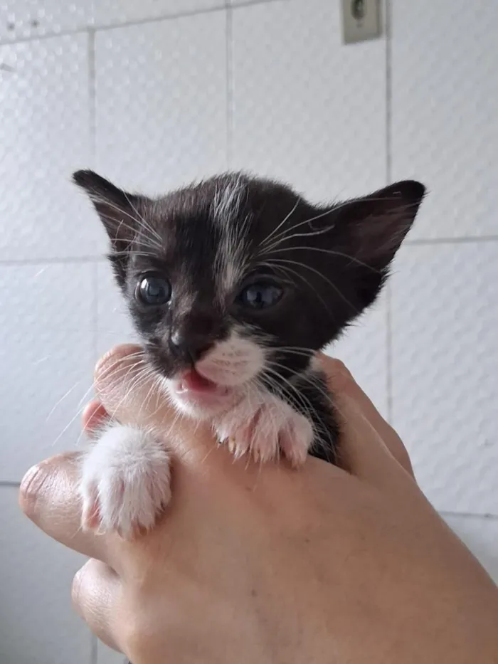 Gato raça SRD-ViraLata idade Abaixo de 2 meses nome bebês gatos 