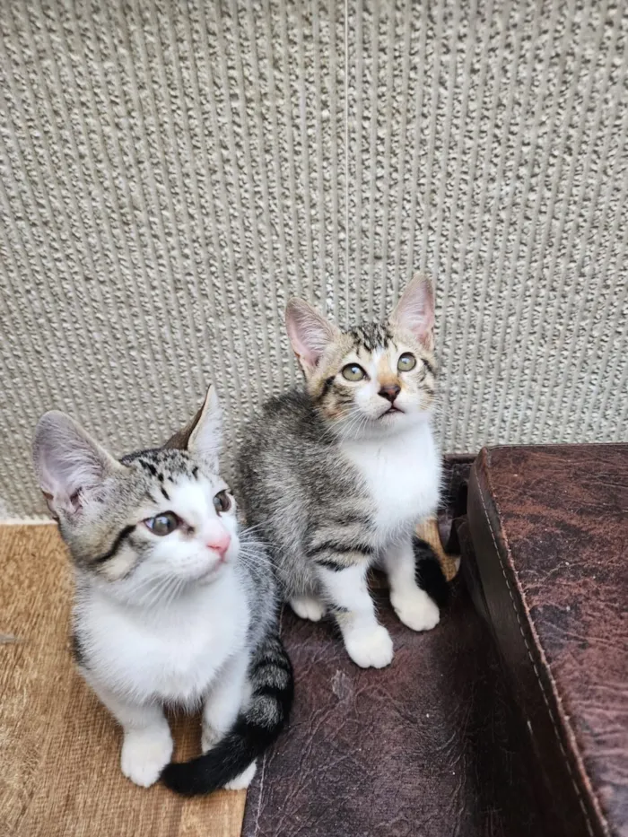 Gato raça SRD-ViraLata idade 2 a 6 meses nome Mala e Sara