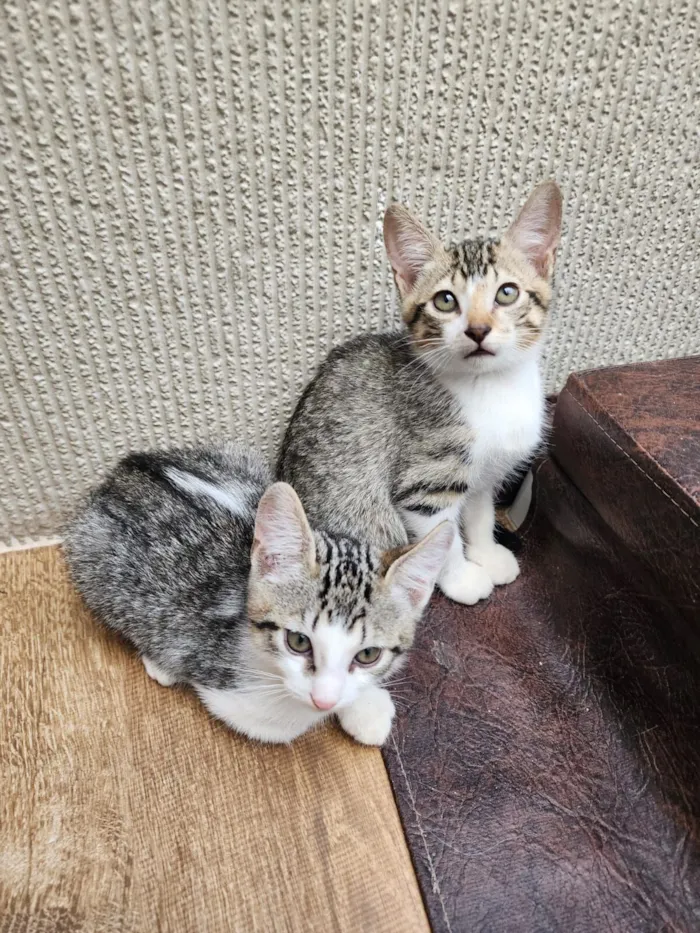 Gato raça SRD-ViraLata idade 2 a 6 meses nome Mala e Sara