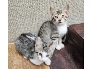 Gato raça SRD-ViraLata idade 2 a 6 meses nome Mala e Sara